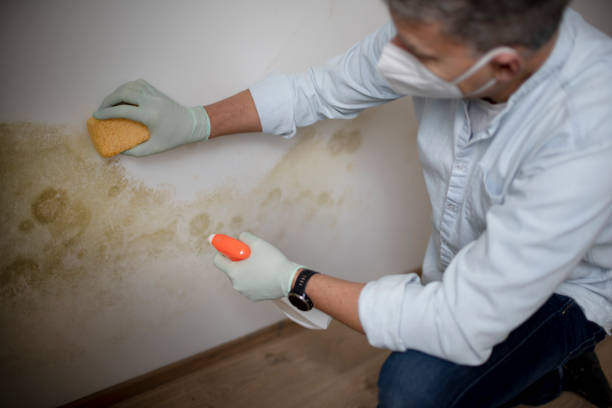 Certified Mold Removal in Verde Village, AZ