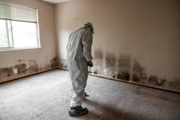 Best Office Mold Removal Services  in Verde Village, AZ