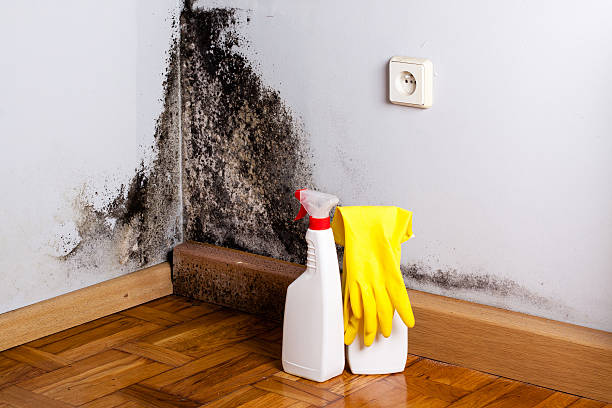 Mold Removal Process in Verde Village, AZ